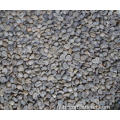 grains polis aa arabica grains de café vert